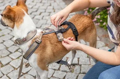 Trixie Paniekadapter Stay Voor Tuigen Zwart