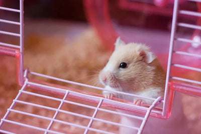🐹 Hamstertijd!