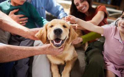 🐾 Honden en Familie: Meer dan alleen een huisdier