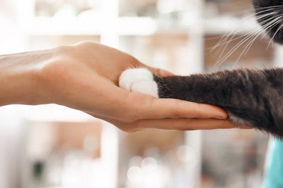 🐱 Katten: Koning(in) van het huis