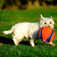 Chuckit Kick Fetch
