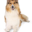 Trixie Walker Care Beschermschoenen Zwart 2 Stuks