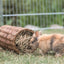 Trixie Wilgentunnel Konijn