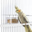Imac Voerbak Parrot