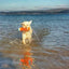 Chuckit Amphibious Bumper Assorti