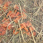 Excellent Kruidenhooi Wortel En Echinacea