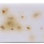 Beloved Calm Pet Shampoo Bar