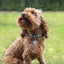 Fetch Tag Smart Pet Tag