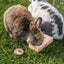 Trixie Snack Box Voor Ratten En Konijnen Hout