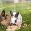Trixie Snack Cups Voor Ratten En Konijnen Hout