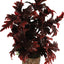 Zolux Ornament Pastic Plant Op Stenen Vrolijk Assorti
