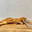 Martin Kattenspeelgoed Estelle Kussen Met Catnip Gerecycled Assorti