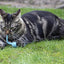 Battersea Tune Chaser Muizen Blauw / Groen