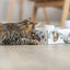 Trixie Cat Activity Paws'n'treats Box Karton