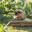 Trixie Voederblad Schorshout