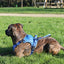 Zolux Easyride Hondentuig Blauw