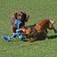 Happy Pet Flossin Fun 3 Knoop