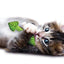 Petstages Fresh Breath Mint Stick